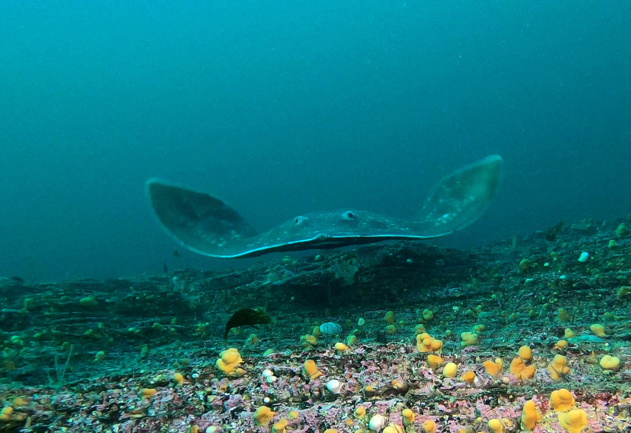 3. The Orkney Skate Trust is a volunteer-led organisation set up to specifically monitor and record the number of skate around the Orkney isles.jpg