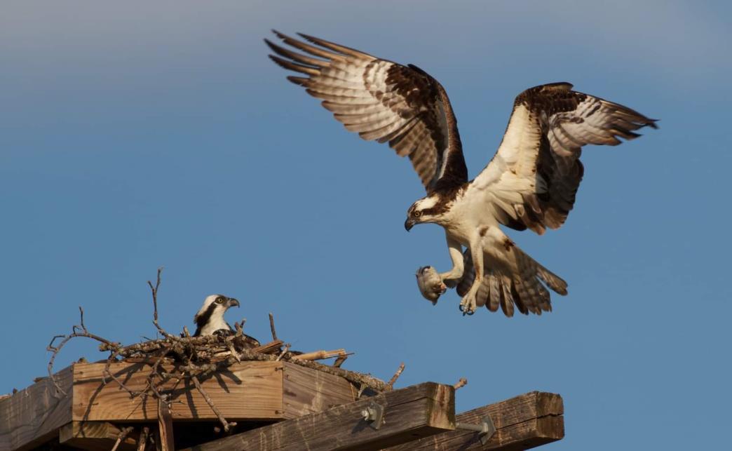 LT139-osprey-flora-feeding-chicks-at-the-purpose-built-platform-in-2021.jpg