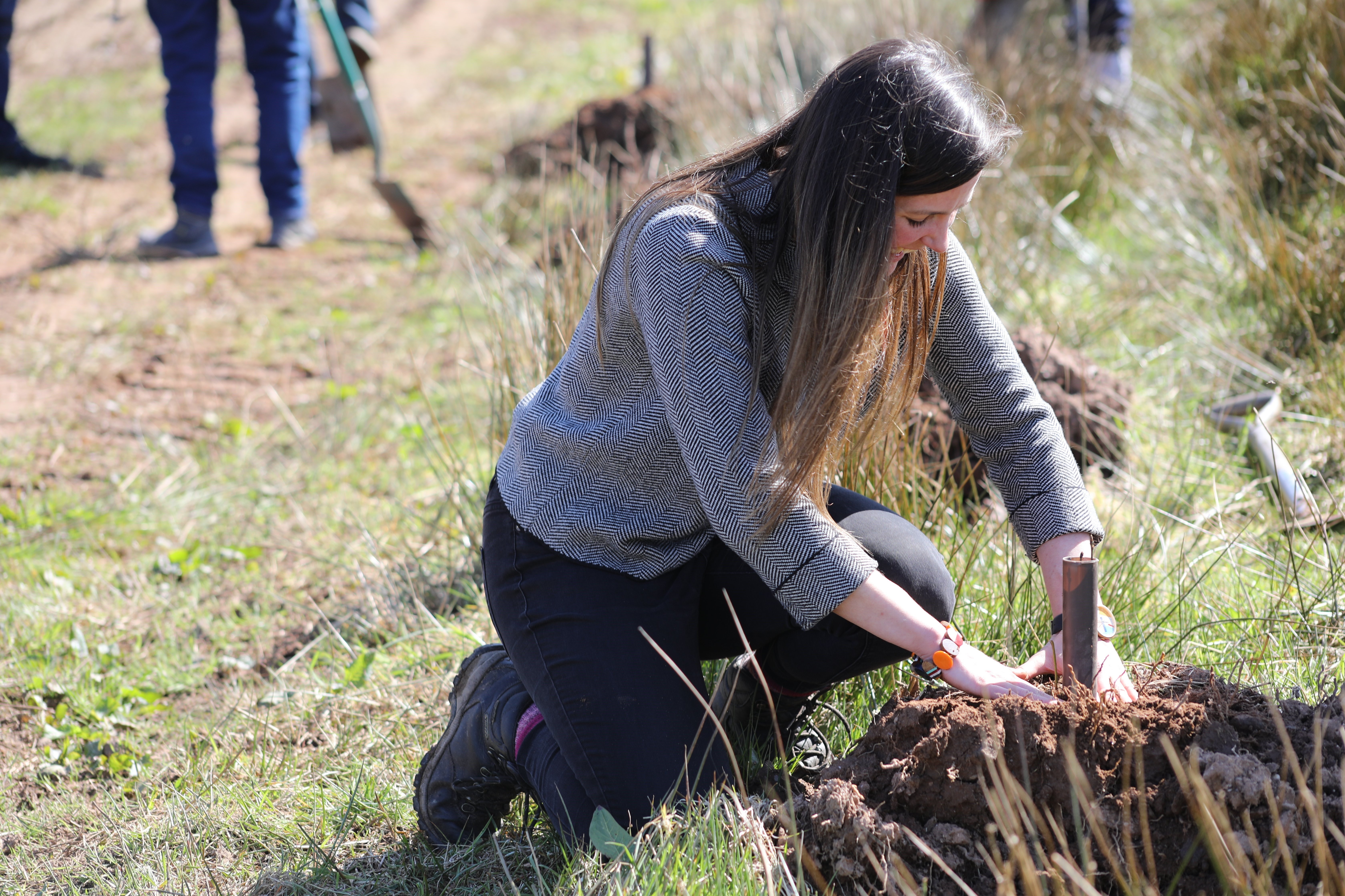 SSEN Transmission employee planting a tree.