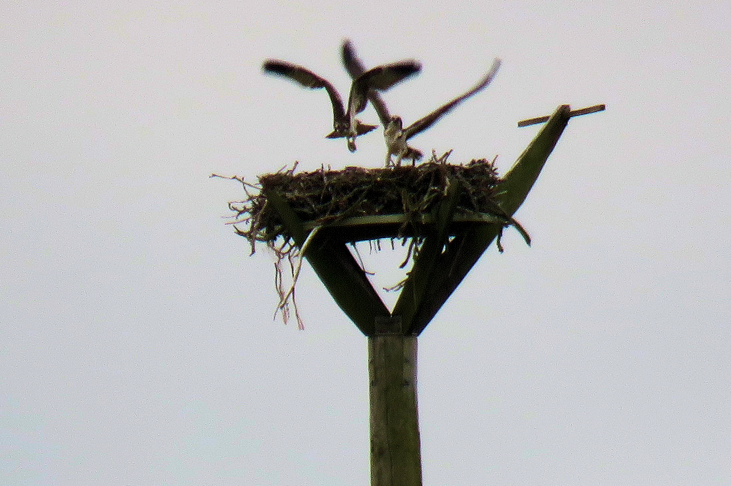 S S E N Transmission Harry and Flora have raised 21 chicks from the purpose built nest in ten years