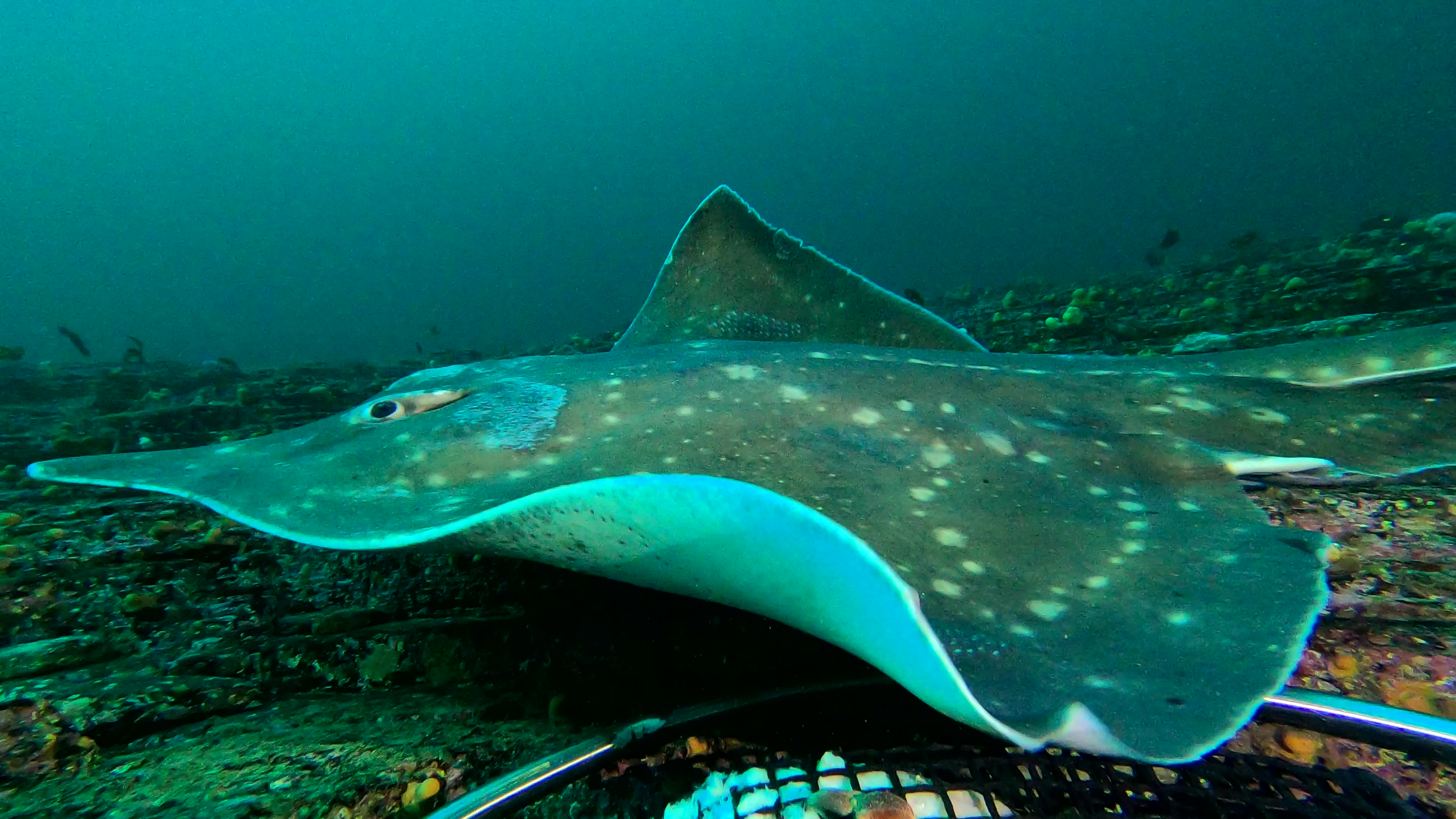 2. Flapper skate can reach up to 2.5m fully grown