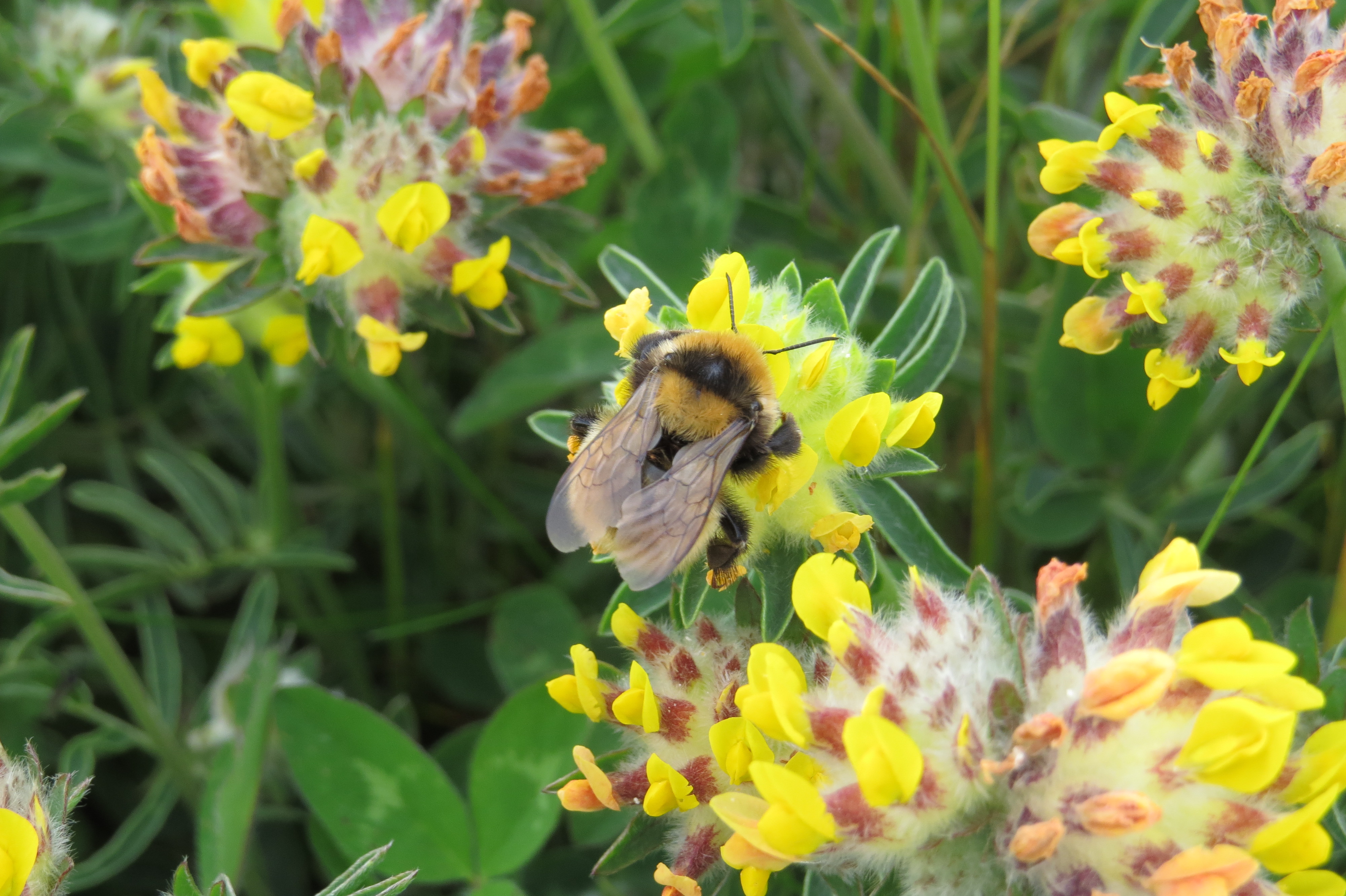 LT9-great-yellow-bumblebee-bombus-distinguendus-david-wood.jpg