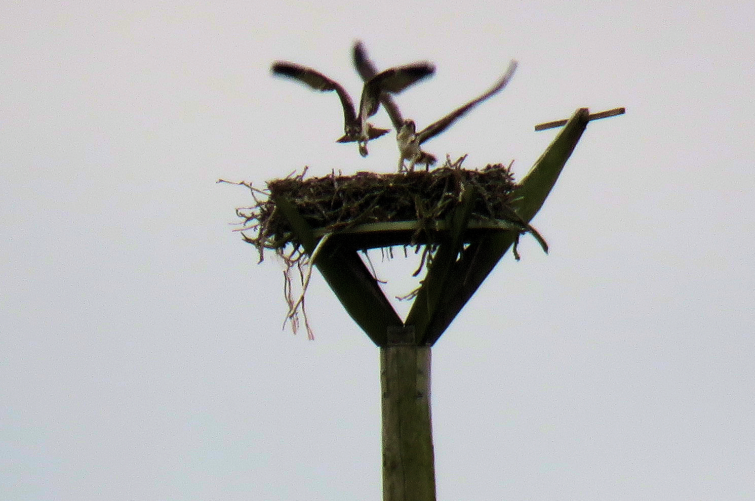 SSEN Transmission_Two of the osprey chicks stretch their wings at the purpose-built nest.JPG