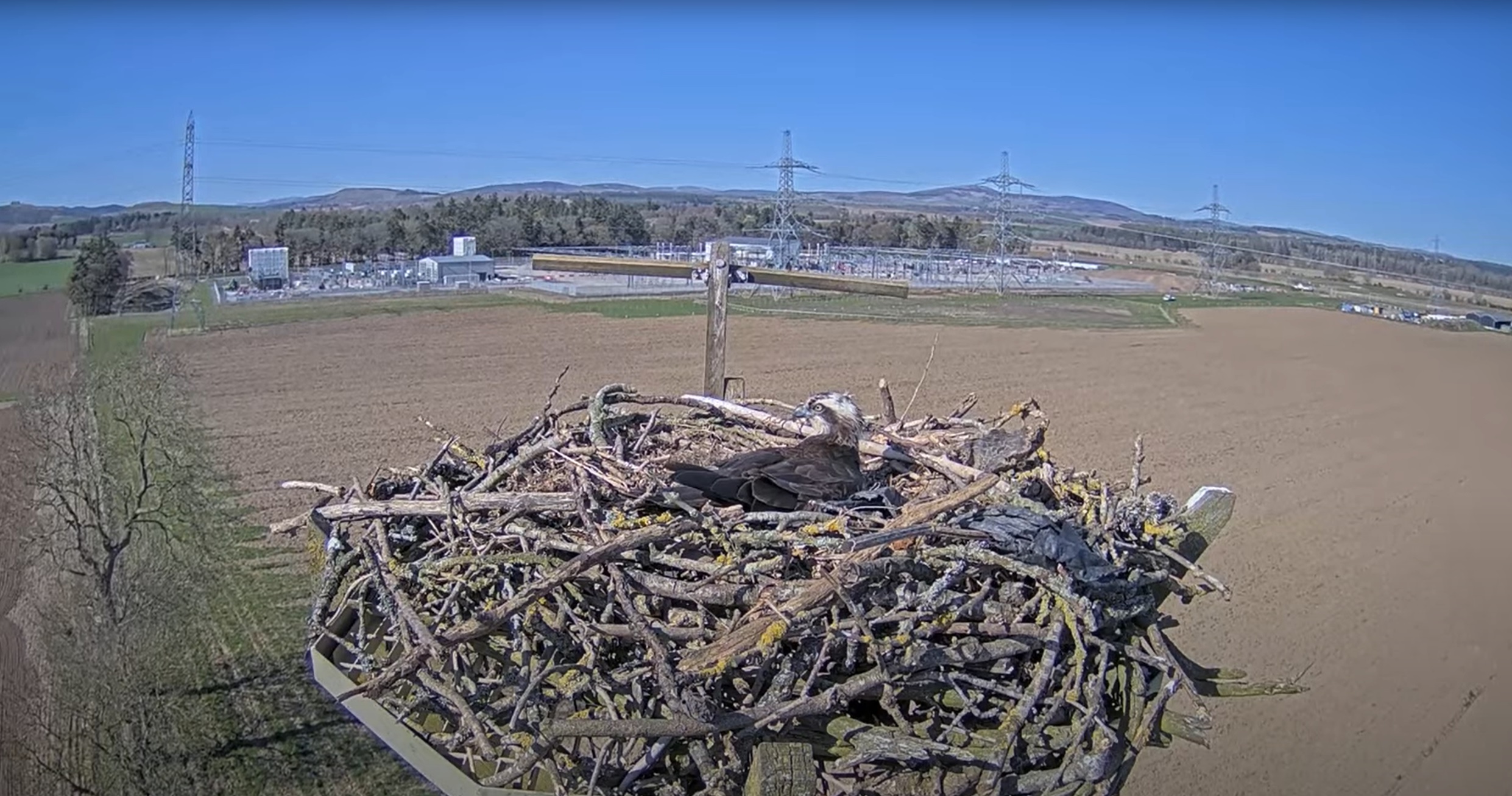 Welcome Home Harry And Flora Famous Alyth Ospreys Return To Nesting Platform For Summer Ssen