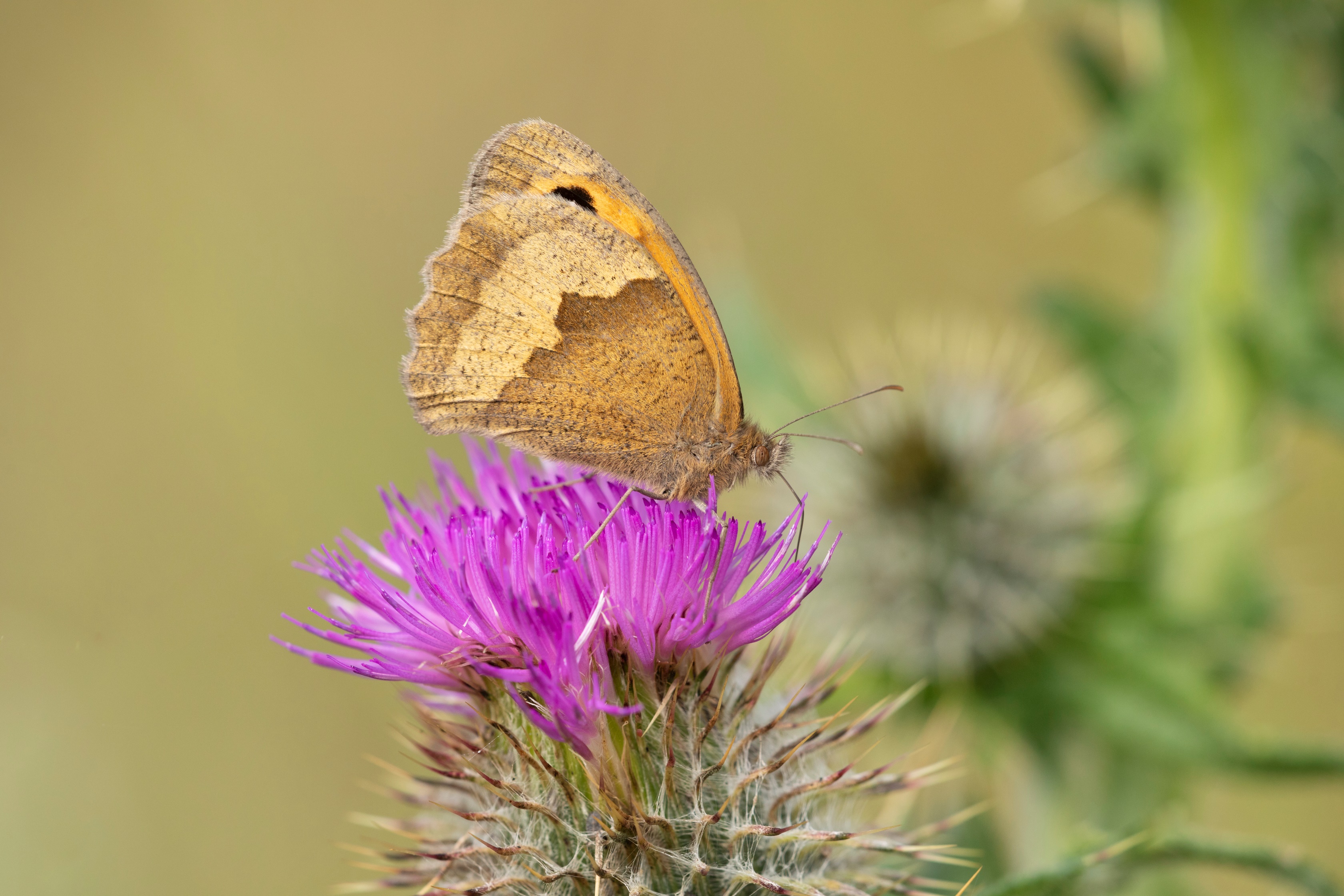 A brown butterfly on a green and purple thistle