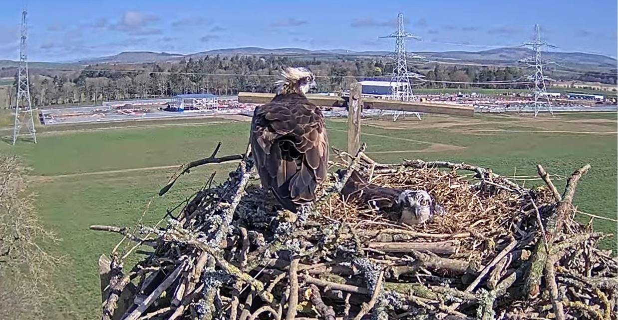 SSEN Transmission_Resident osprey pair Harry and Flora nesting in the purpose-built platform at Alyth in 2022.jpg
