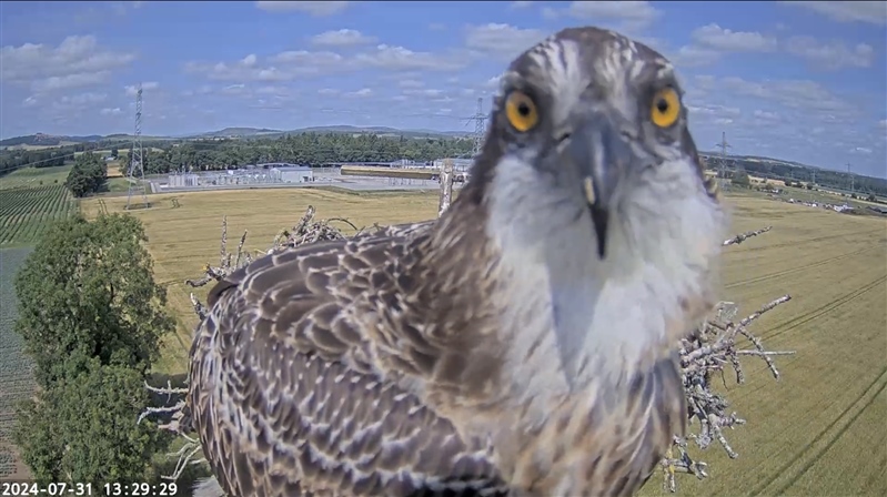 S S E N Transmission New chick on the block Bob investigates the nest camera up close