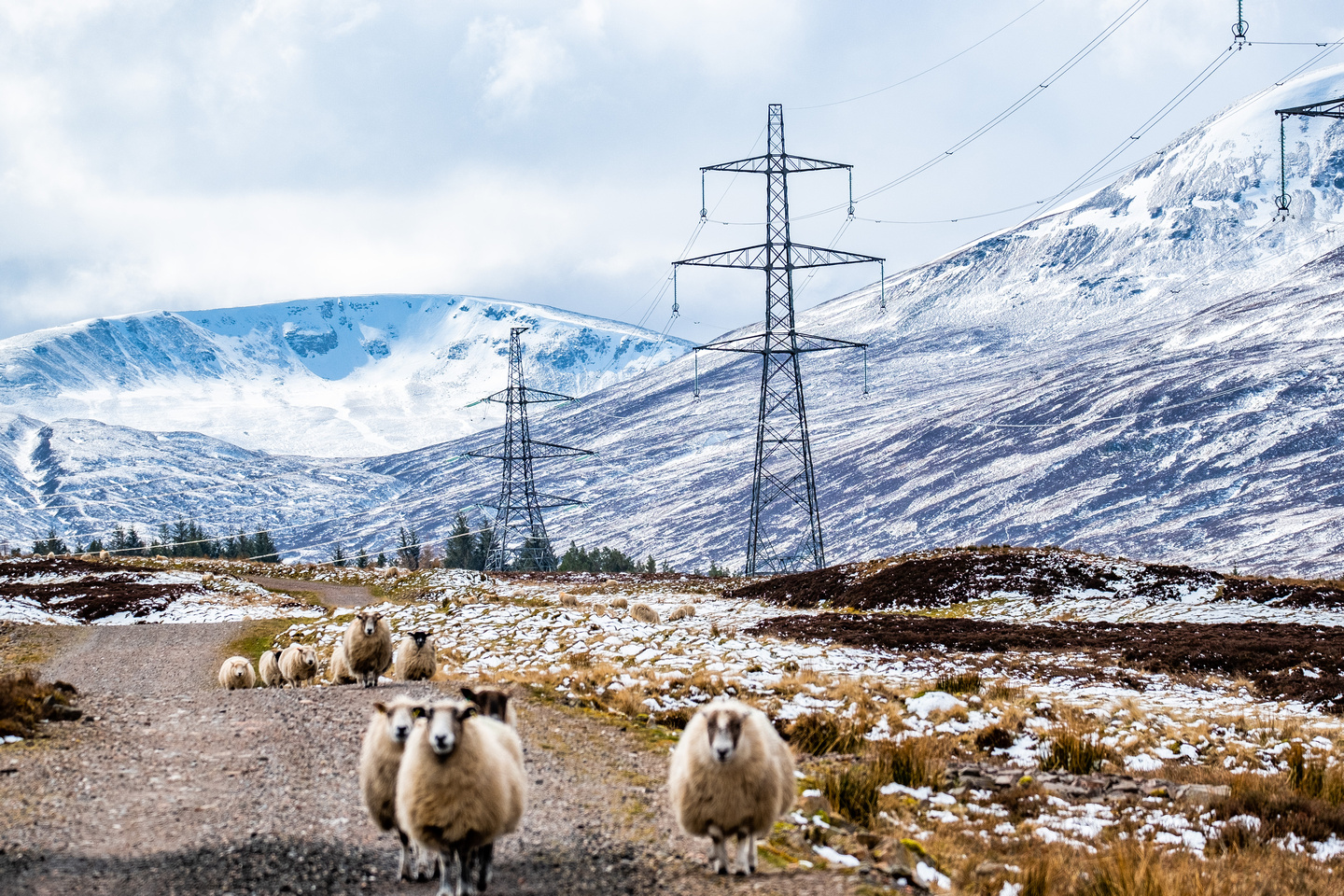 SSEN Transmission Beauly-Denny Power Lines with a flock of sheep