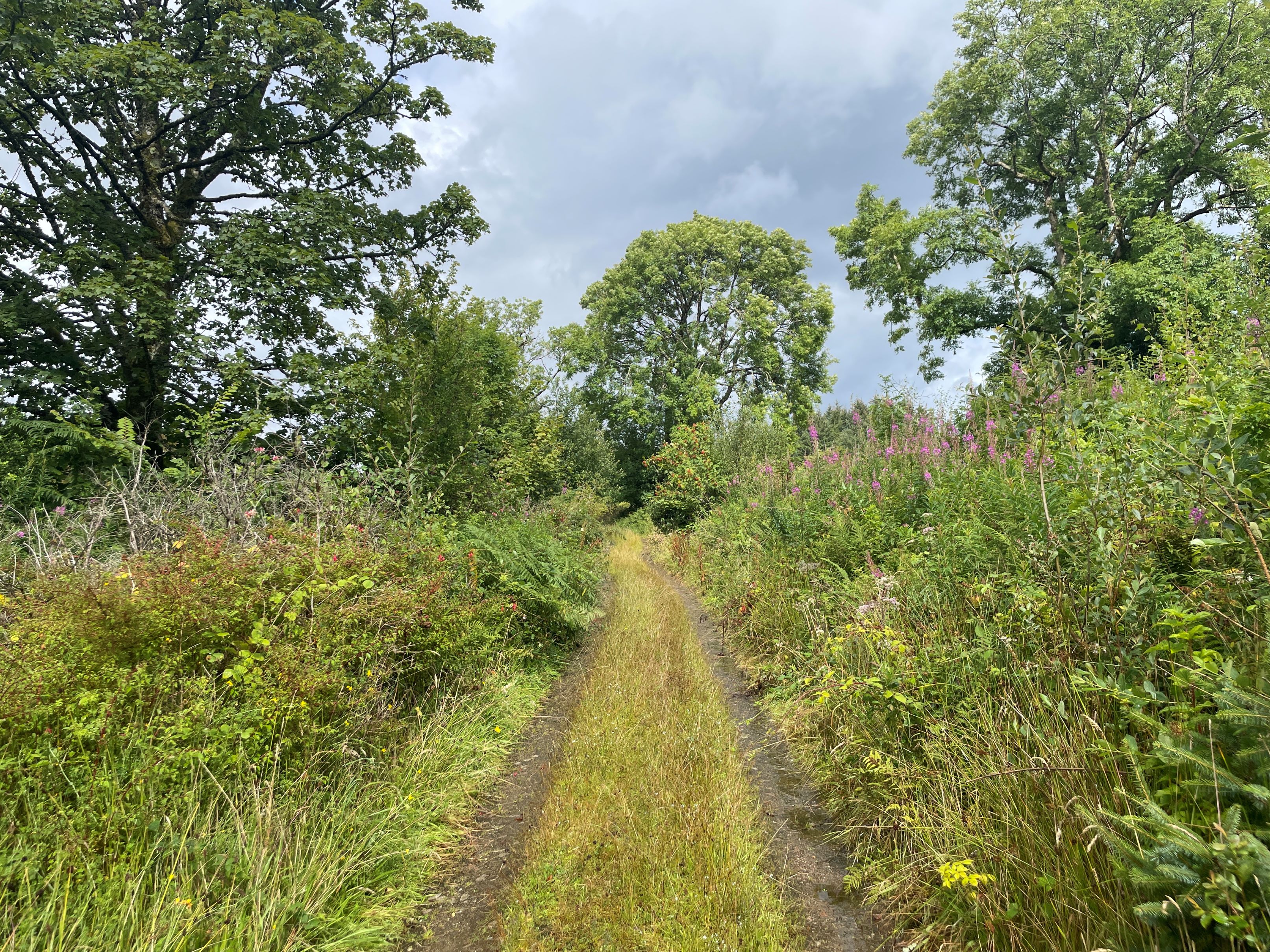 SSEN Transmission_The Kilmory woodland path was overgrown and difficult to access before SSEN Transmission teams stepped in.jpg