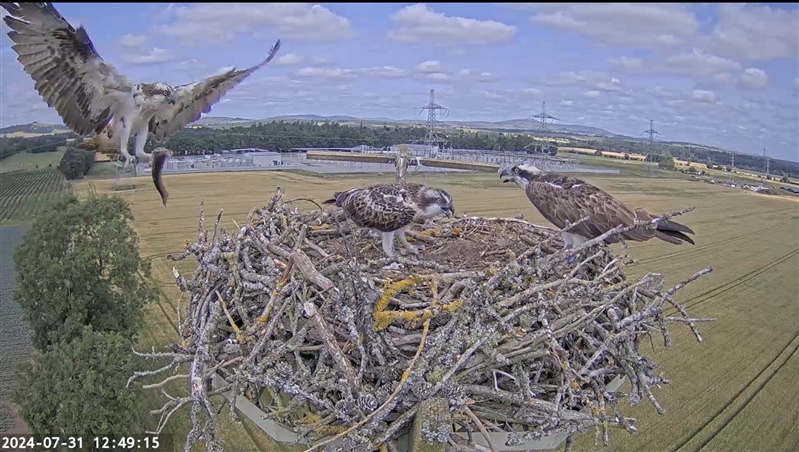 S S E N Transmission Male osprey Harry delivers a fresh fish to Flora and Bob